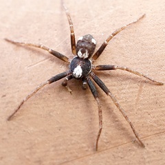 Pulchellodromus bistigma