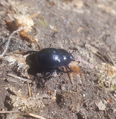 Anoplotrupes