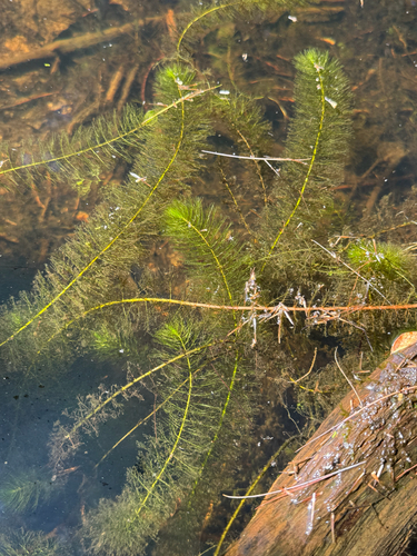 Myriophyllum heterophyllum, 2026-09-08