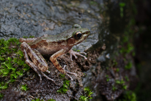 Limestone Odorous Frog