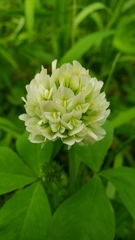 Trifolium stoloniferum