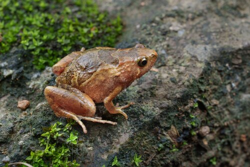 Tubercled Pygmy Frog