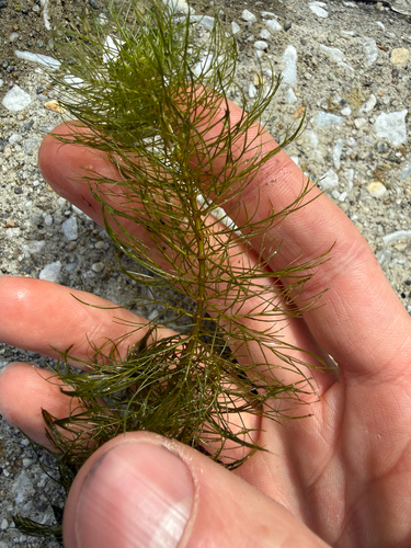 Myriophyllum heterophyllum, 2026-09-08