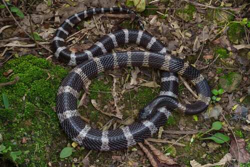 Many-banded Krait