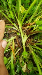 Trifolium stoloniferum