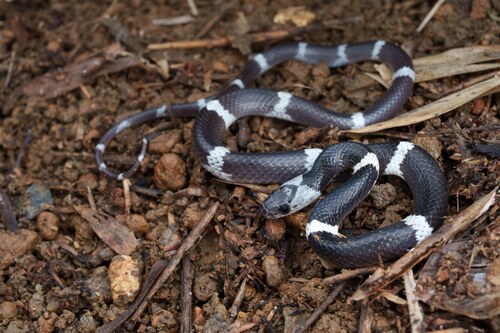 Indochinese Banded Wolf Snake