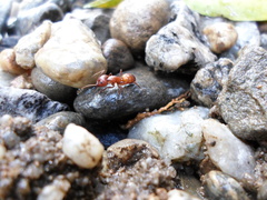 Camponotus nylanderi