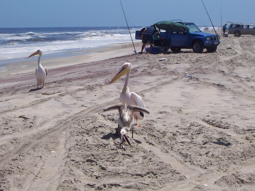 iNaturalist image