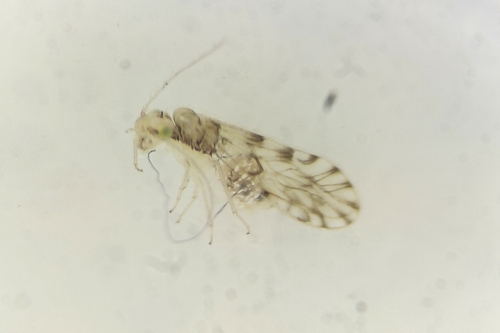 Trichopsocus dalii