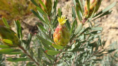 Leucadendron rubrum, photograph (c) Paul Emms, some rights reserved (CC BY-SA)