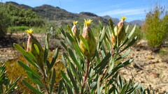 Leucadendron rubrum, photograph (c) Paul Emms, some rights reserved (CC BY-SA)