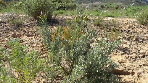 Leucadendron rubrum, photograph 3