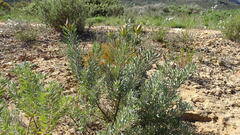 Leucadendron rubrum, photograph (c) Paul Emms, some rights reserved (CC BY-SA)