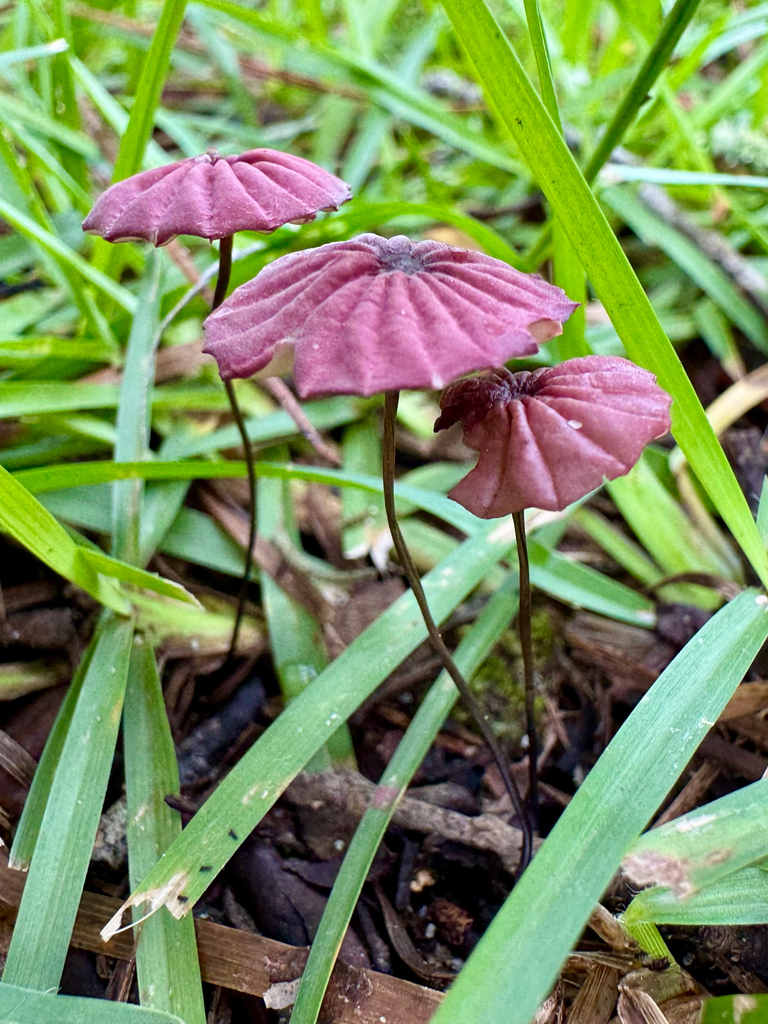 purple pinwheel · September 2026 · photo: Photo: (c) Karen Guin, some rights reserved (CC BY) · iNaturalist