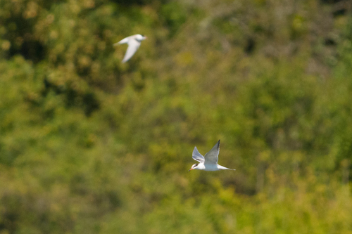 iNaturalist image