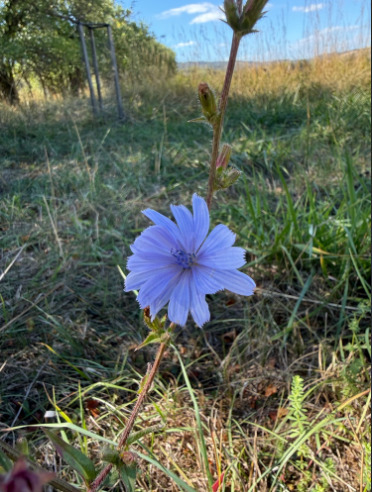 chicory