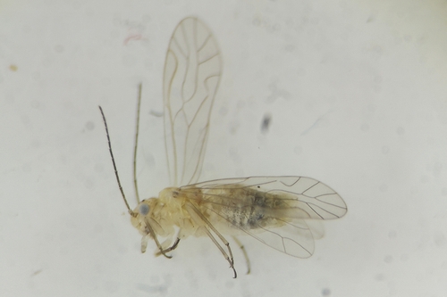 Cuneopalpus cyanops