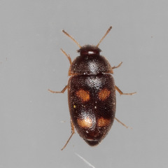 Litargus tetraspilotus