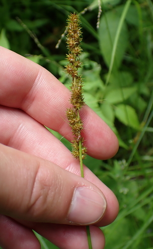 Carex vulpinoidea, photograph 2