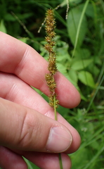 Carex vulpinoidea, photograph (c) Steven Lamonde, some rights reserved (CC BY)