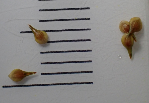 Carex vulpinoidea, photograph 3