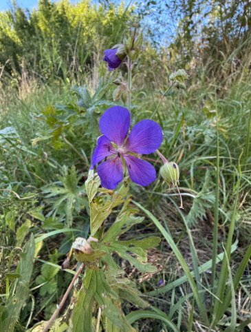 Meadow Crane's-bill