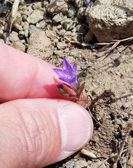 Githopsis pulchella campestris