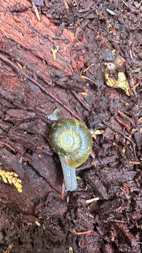 Robust Lancetooth Snail