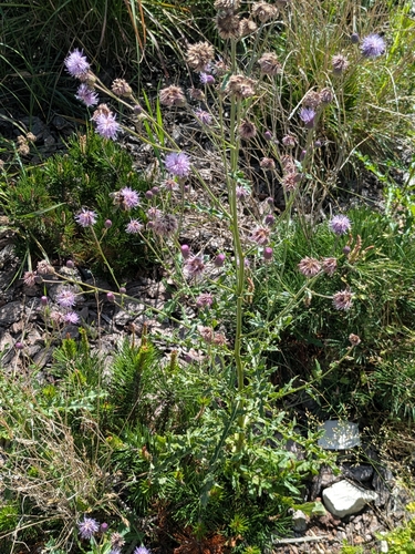creeping thistle