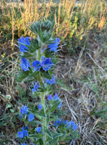 viper's-bugloss
