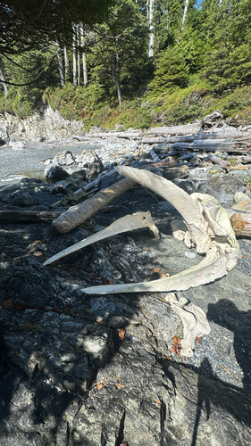 Grey Whale