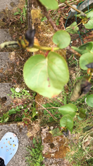 Muehlenbeckia australis