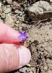 Githopsis pulchella campestris