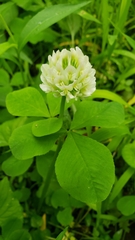 Trifolium stoloniferum