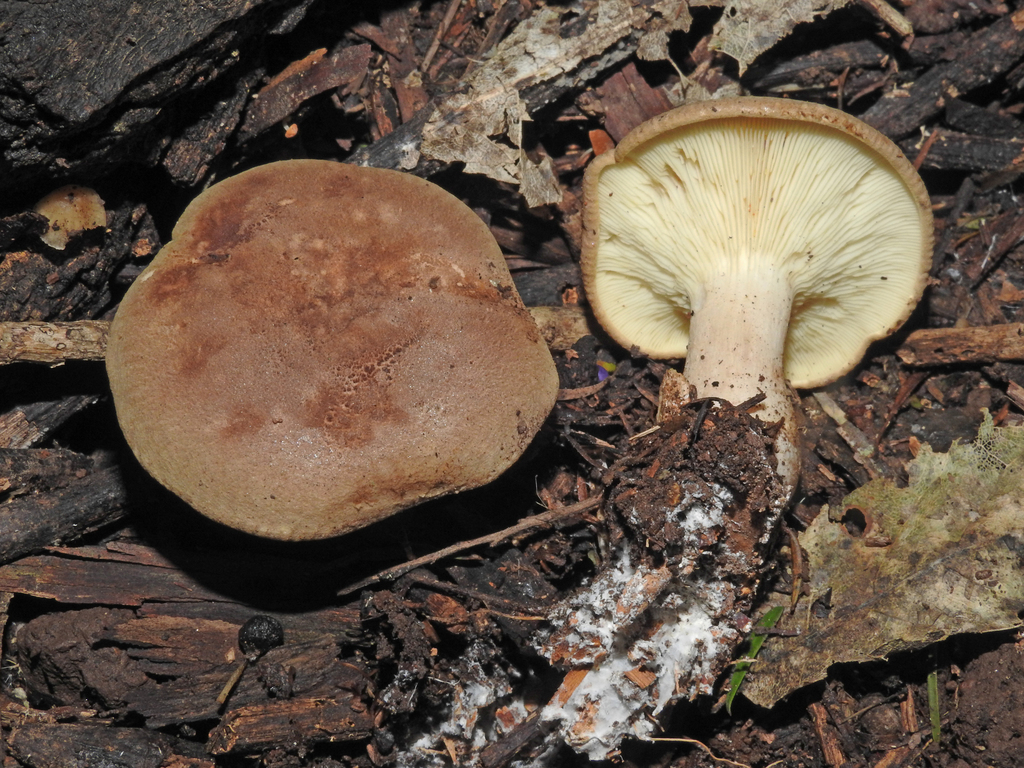 Leucopaxillus