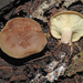 Leucopaxillus - Photo (c) Jerry Cooper, some rights reserved (CC BY), uploaded by Jerry Cooper