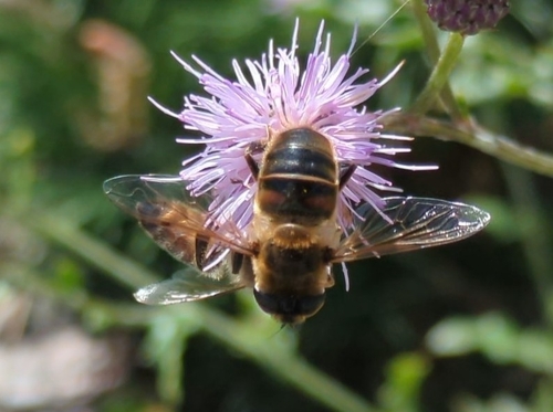 Common Drone Fly