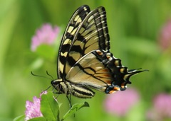 Papilio canadensis