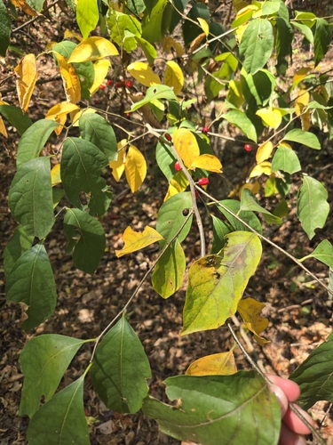 northern spicebush