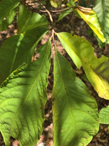 common pawpaw