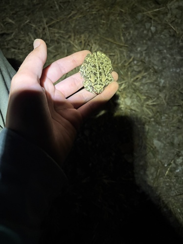 Fowler's Toad