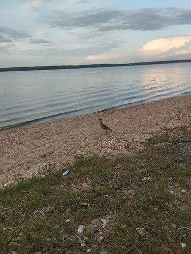 iNaturalist image