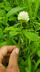 Trifolium stoloniferum