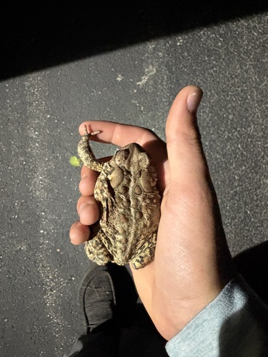 American Toad