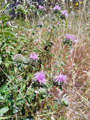 Monardella sheltonii