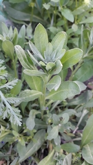 Berteroa incana