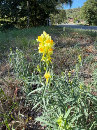 common toadflax