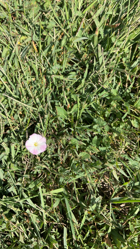 field bindweed