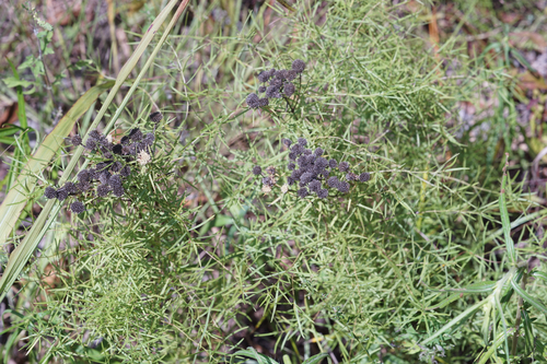 narrowleaf mountainmint