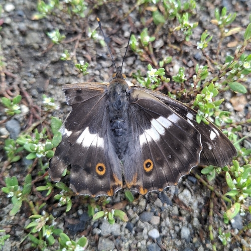 Lesser Purple Emperor